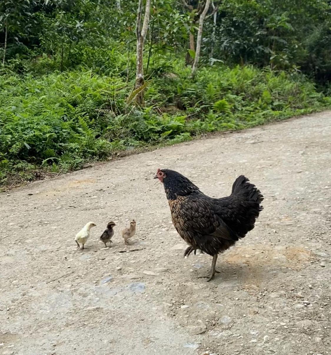 Bikki'S Jungle Homestay Ha Giang Buitenkant foto