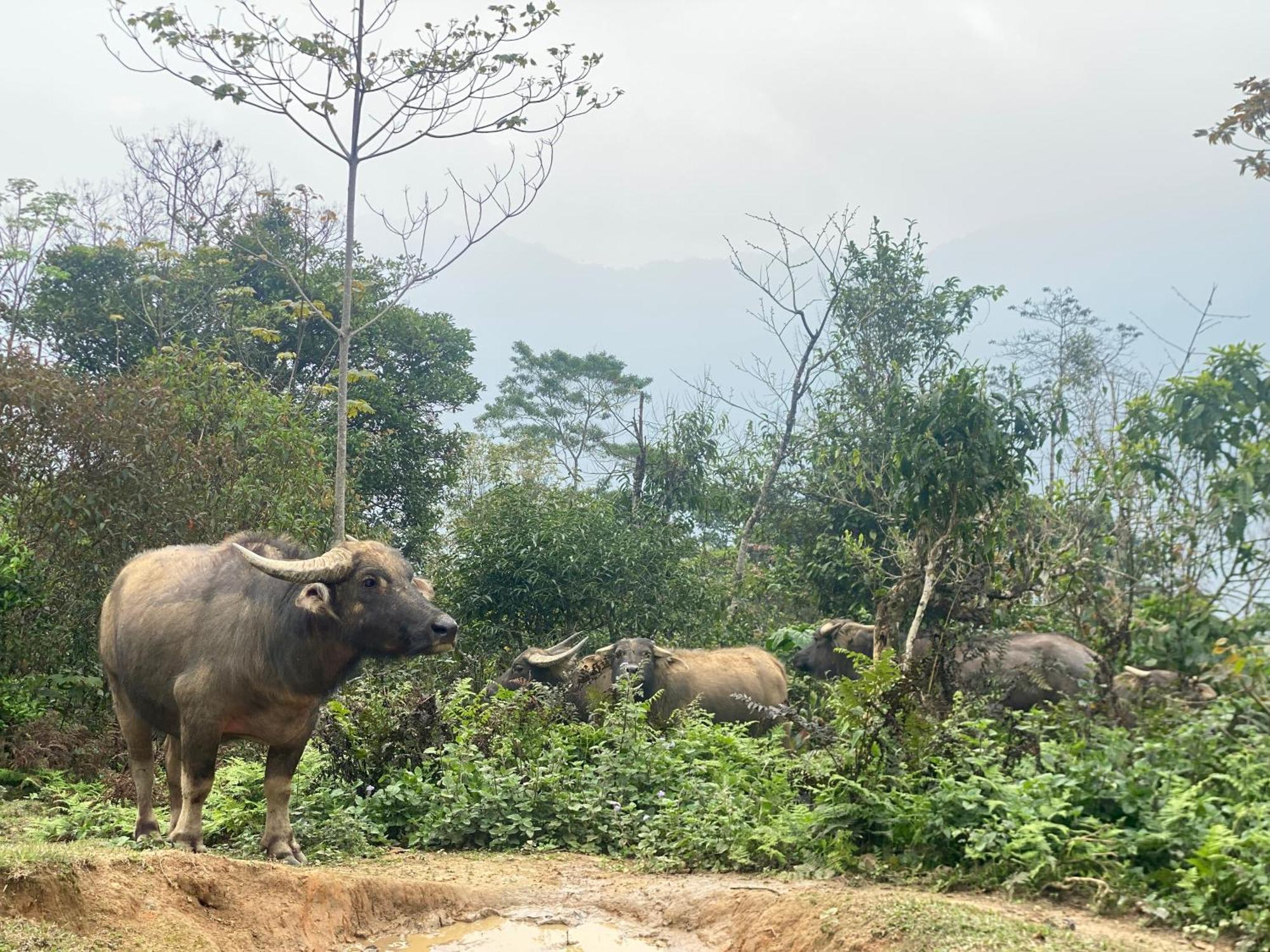 Bikki'S Jungle Homestay Ha Giang Buitenkant foto
