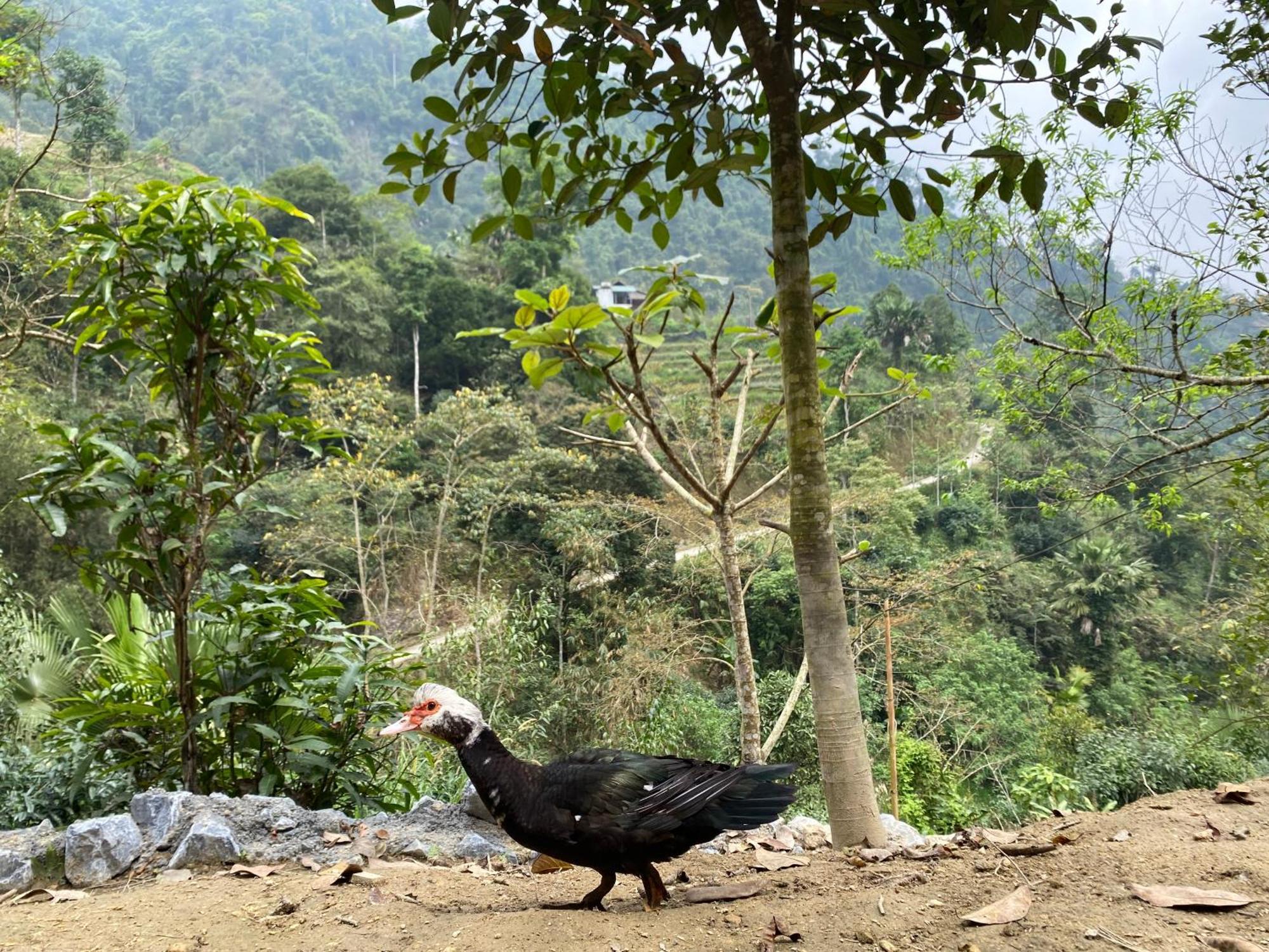 Bikki'S Jungle Homestay Ha Giang Buitenkant foto